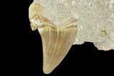 Otodus Shark Tooth Fossil in Rock - Eocene #111054-1